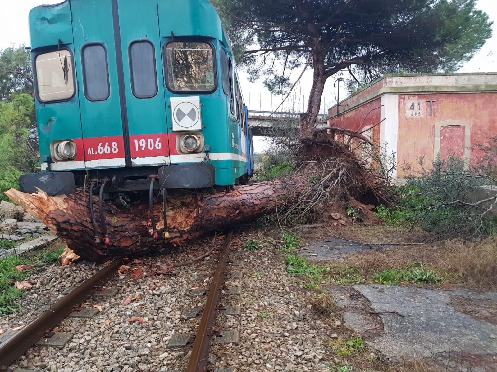 Treno sbatte contro albero