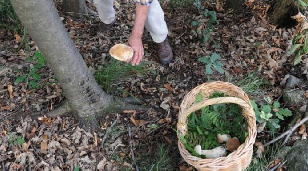 Funghi in montagna