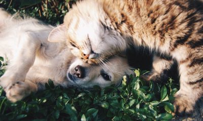 Animali cane e gatto