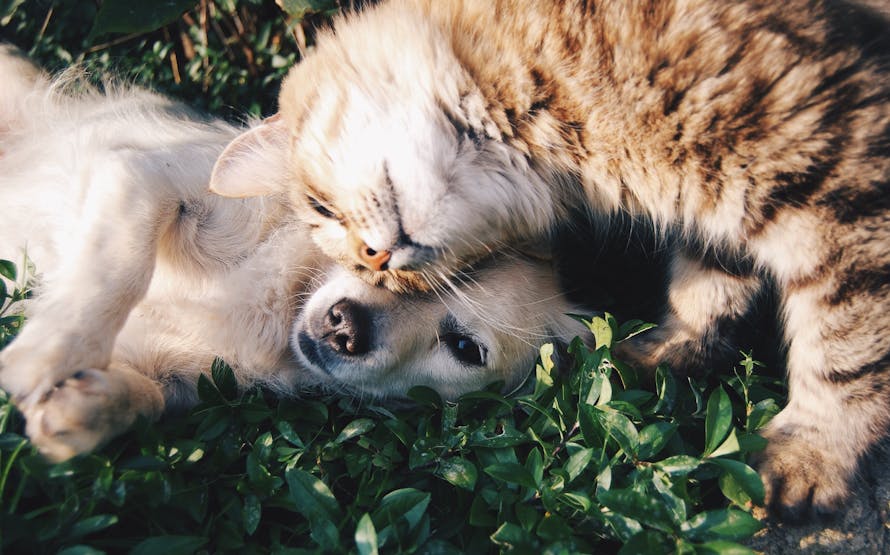 Animali cane e gatto